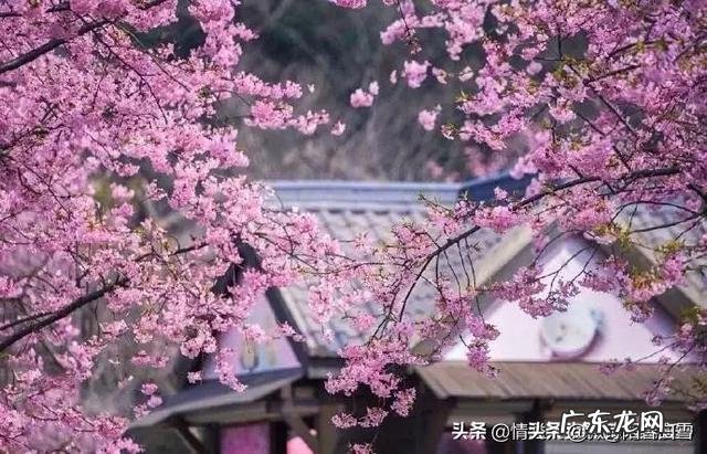 有没有最简单快乐的人生?是怎样的?