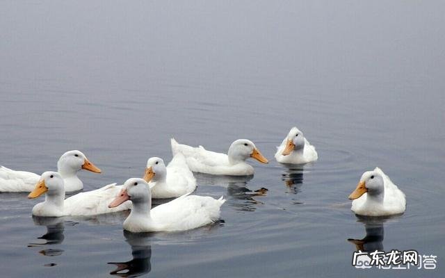 回农村养殖鸭子怎么样?