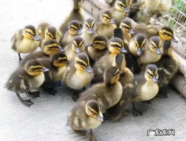 回农村养殖鸭子怎么样?