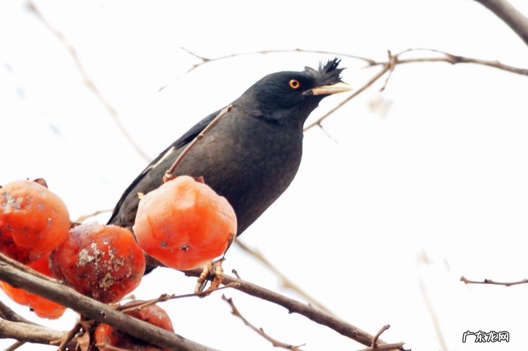 养八哥最大的忌讳