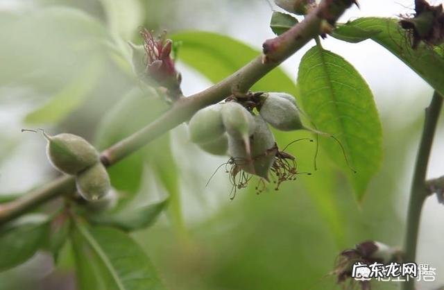 请问是什么原因导致让桃子生成了双胞胎?