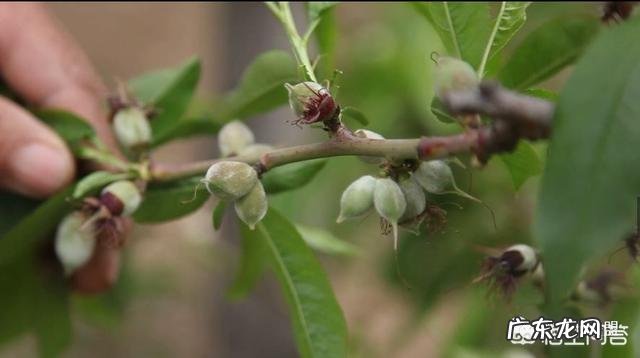 请问是什么原因导致让桃子生成了双胞胎?