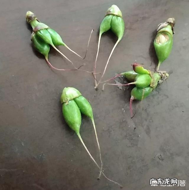 请问是什么原因导致让桃子生成了双胞胎?