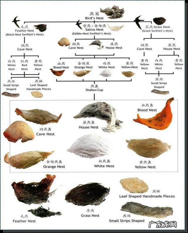 燕窝哪种好?