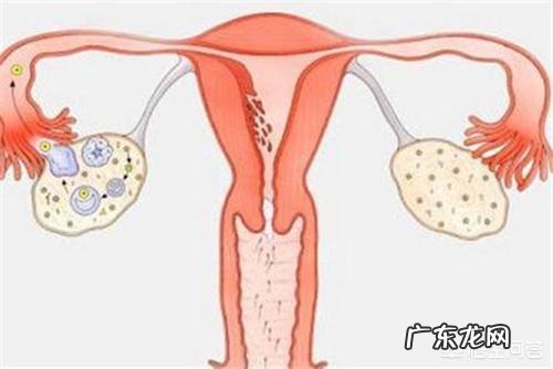 什么是子宫内膜？