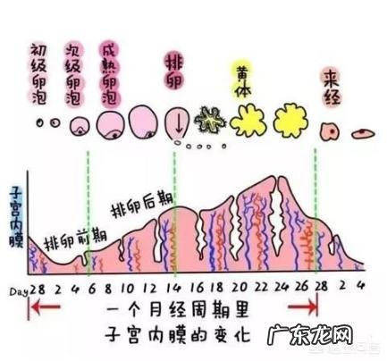 什么是子宫内膜?
