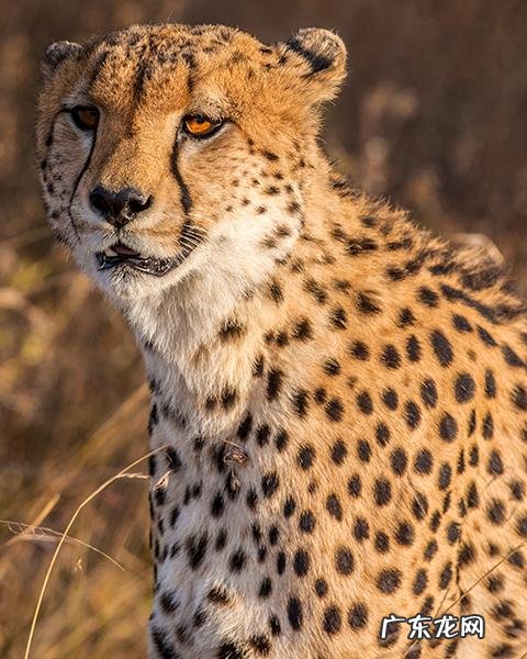 斑马的身体到底是黑底白条纹还是白底黑条纹？