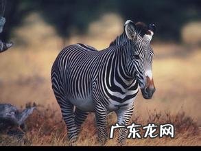 斑马的身体到底是黑底白条纹还是白底黑条纹?