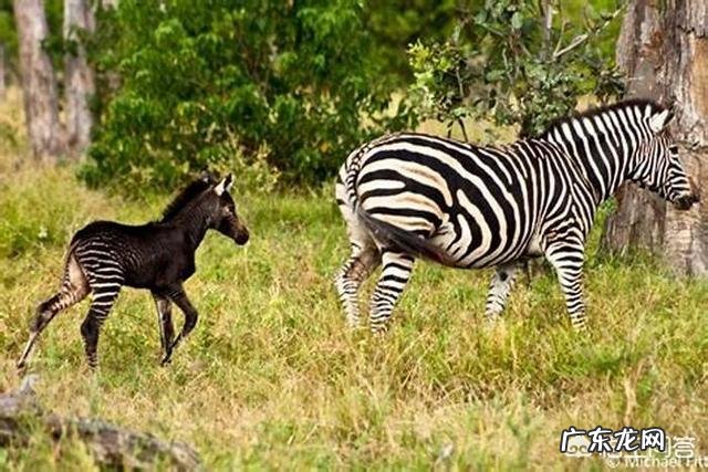 斑马的身体到底是黑底白条纹还是白底黑条纹？