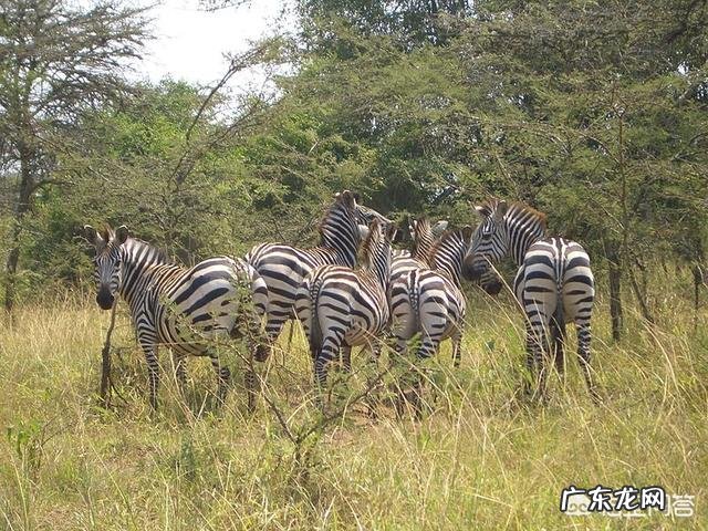 斑马的身体到底是黑底白条纹还是白底黑条纹?
