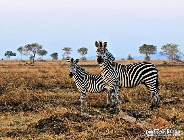 斑马的身体到底是黑底白条纹还是白底黑条纹?