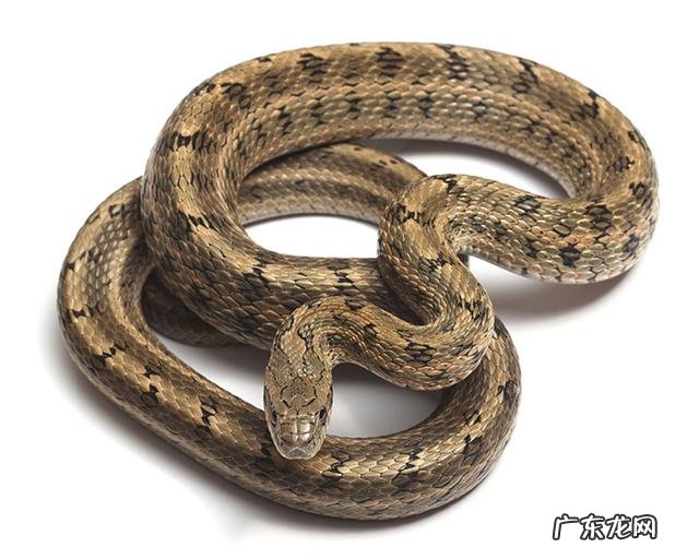 蛇有多少年的历史?