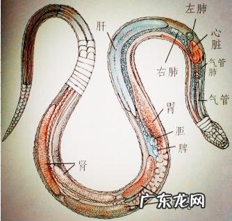 蛇有多少年的历史？