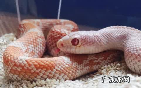 蛇有多少年的历史？