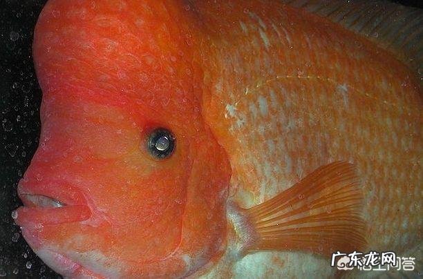 怎么饲养火鹤鱼?