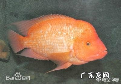 怎么饲养火鹤鱼?