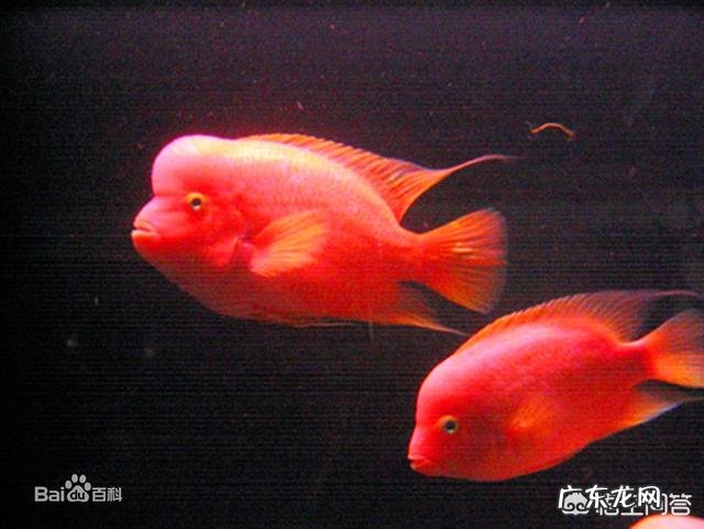 怎么饲养火鹤鱼?