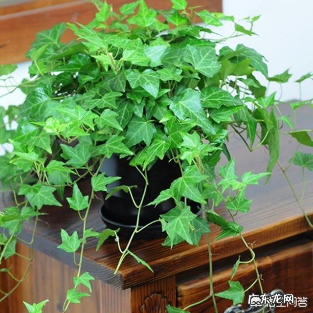 常春藤该怎么养?