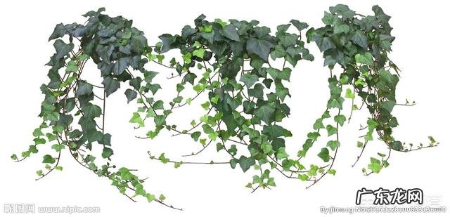 常春藤该怎么养？