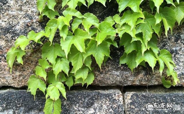 常春藤该怎么养?