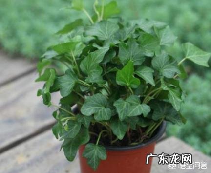 常春藤该怎么养？