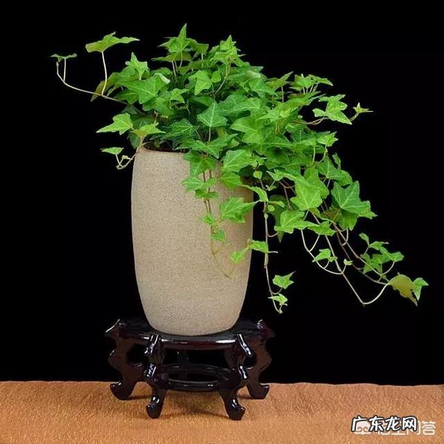 常春藤该怎么养?