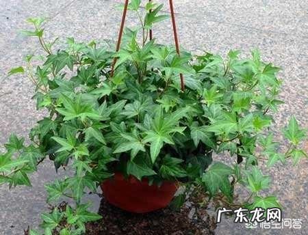 常春藤该怎么养?