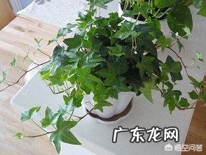 常春藤该怎么养？
