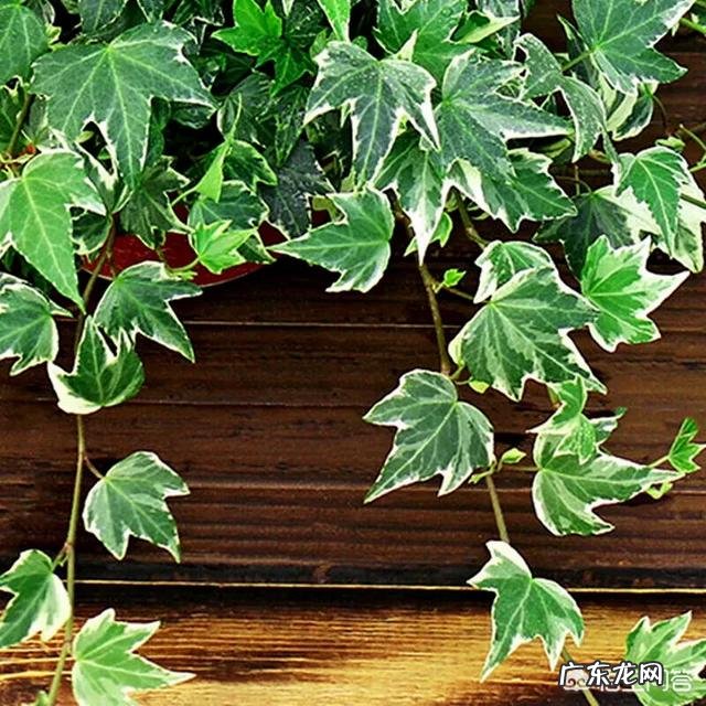 常春藤该怎么养?