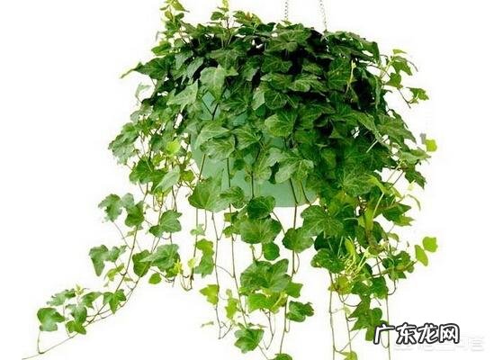 常春藤该怎么养？