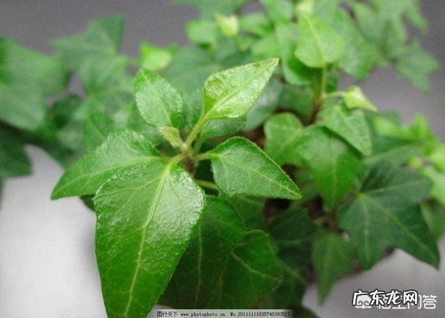 常春藤该怎么养?