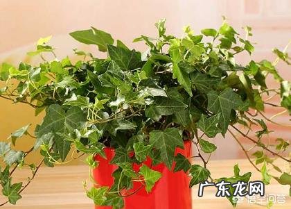 常春藤该怎么养?