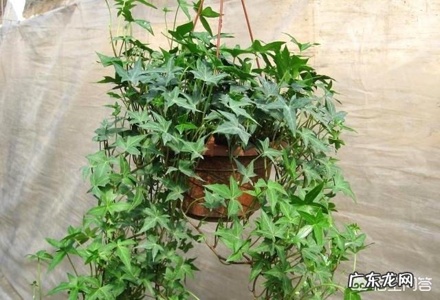 常春藤该怎么养？