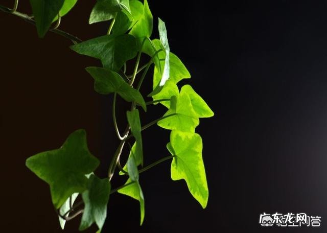 常春藤该怎么养？