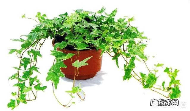 常春藤该怎么养？