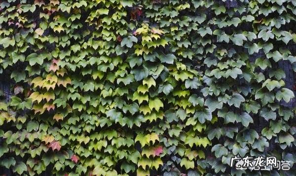 常春藤该怎么养?