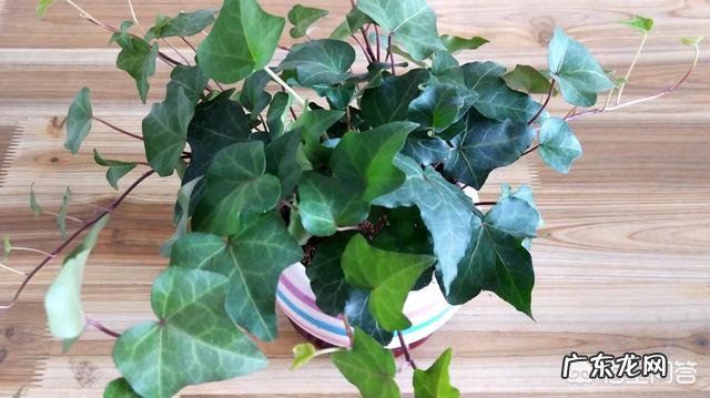 常春藤该怎么养？
