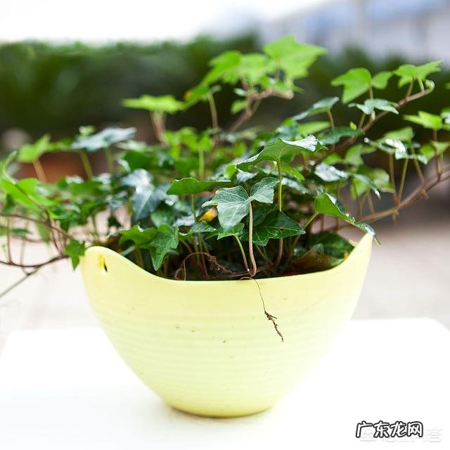 常春藤该怎么养？