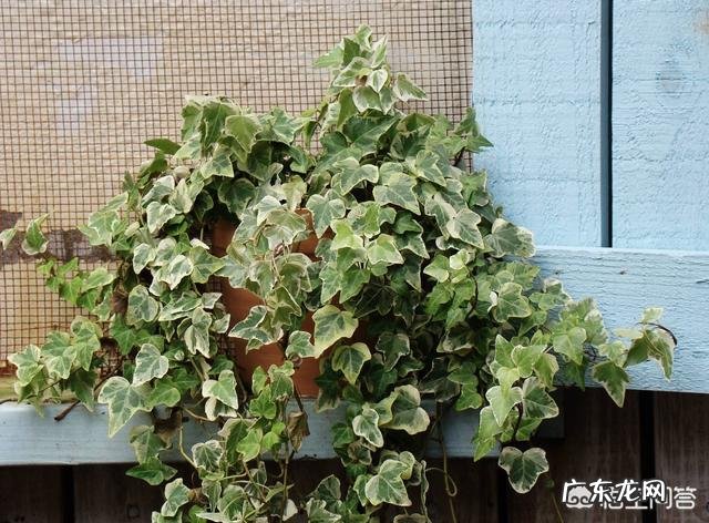 常春藤该怎么养?