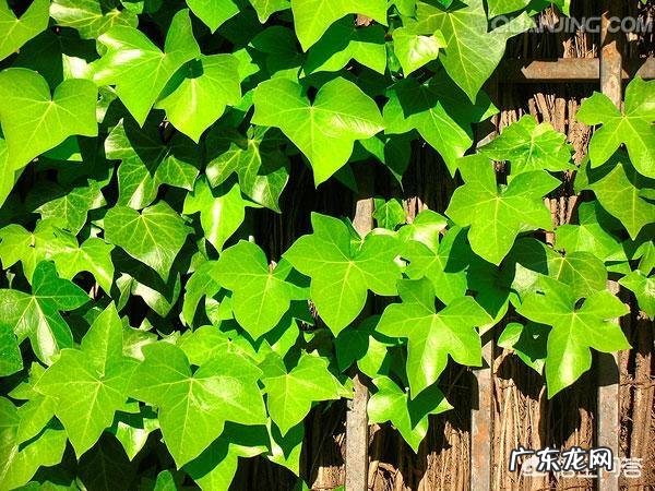 常春藤该怎么养？