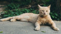 猫咪为什么不吃食了