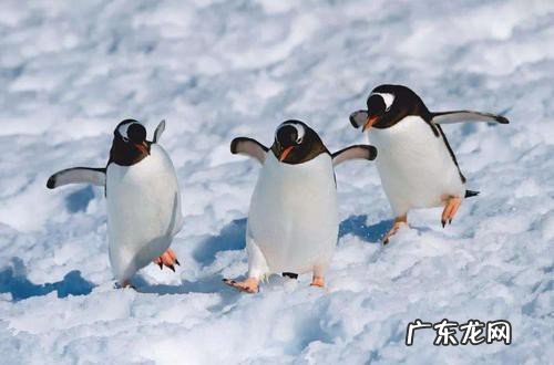 企鹅吃什么食物