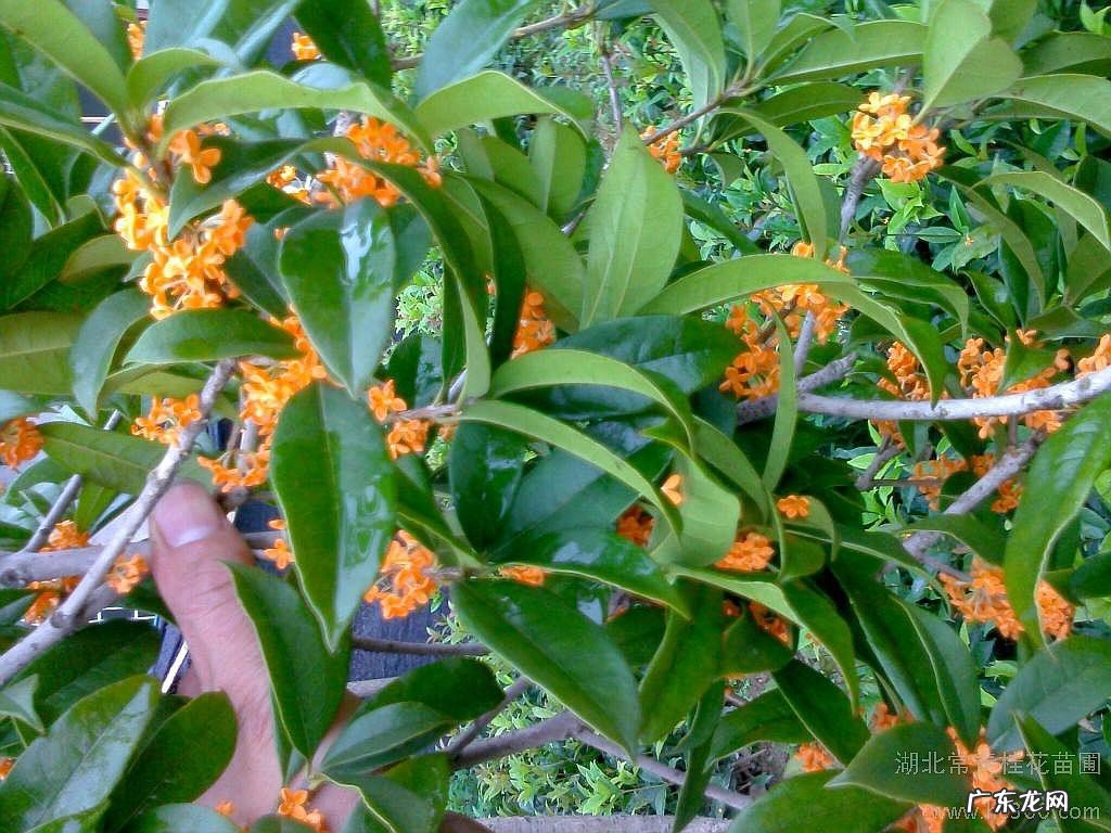 什么树是最好的镇宅树