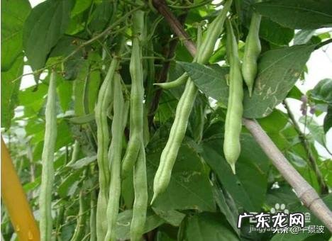 炎热夏天你最喜欢吃什么菜?