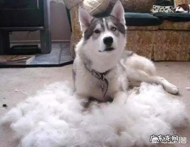 饲养哈士奇有什么烦恼?