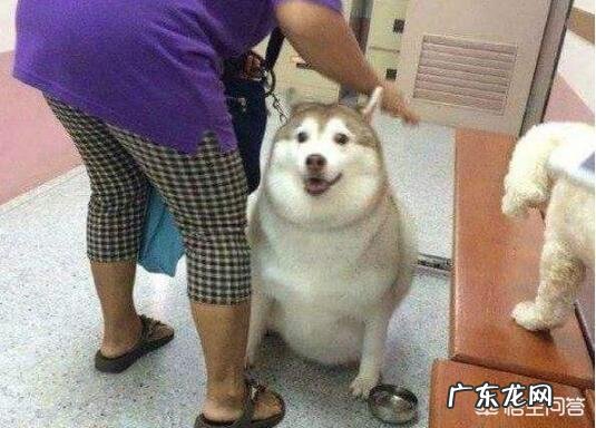 饲养哈士奇有什么烦恼?