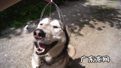 饲养哈士奇有什么烦恼?