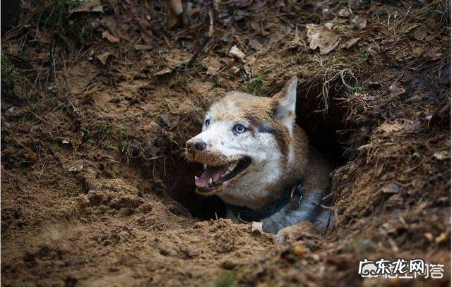 饲养哈士奇有什么烦恼?