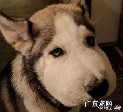 饲养哈士奇有什么烦恼?