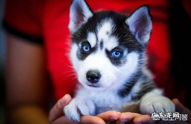 饲养哈士奇有什么烦恼?